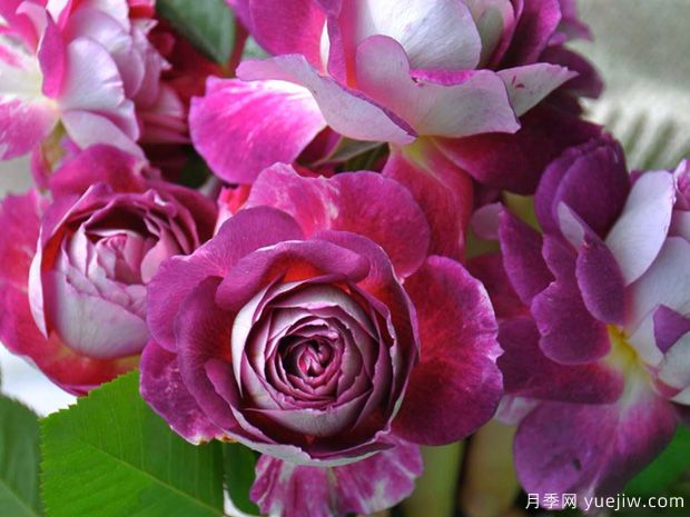 奥菲欧月季(图1) 奥菲欧月季(图1)