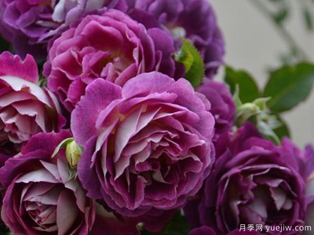 奥菲欧月季(图3) 奥菲欧月季(图3)