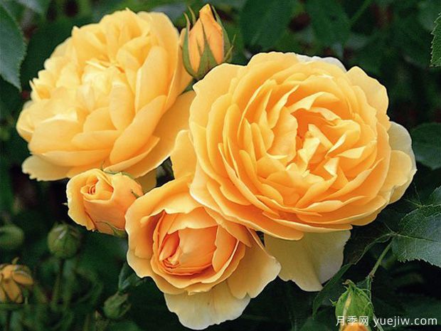 4个经典黄色月季品种多季开花，个个大奖在手(图1)