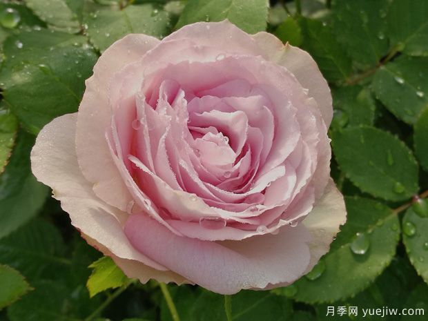 银色蕾丝月季/银色花边月季(图1) 银色蕾丝月季/银色花边月季(图1)