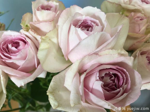 银色蕾丝月季/银色花边月季(图2) 银色蕾丝月季/银色花边月季(图2)