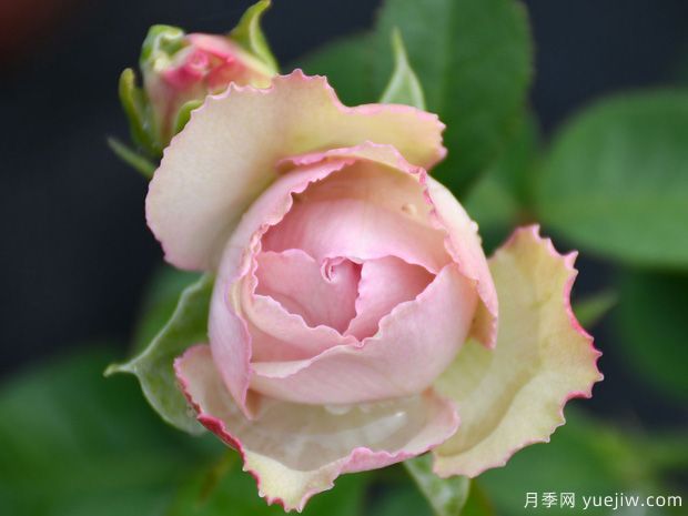 银色蕾丝月季/银色花边月季(图3) 银色蕾丝月季/银色花边月季(图3)