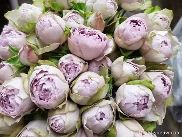 银色蕾丝月季/银色花边月季(图4) 银色蕾丝月季/银色花边月季(图4)