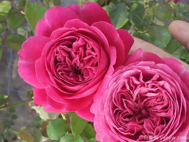 赫克托月季(图1) 赫克托月季(图1)