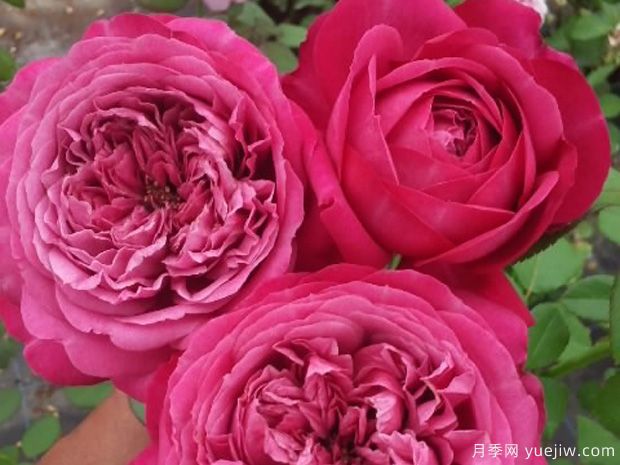 赫克托月季(图2) 赫克托月季(图2)