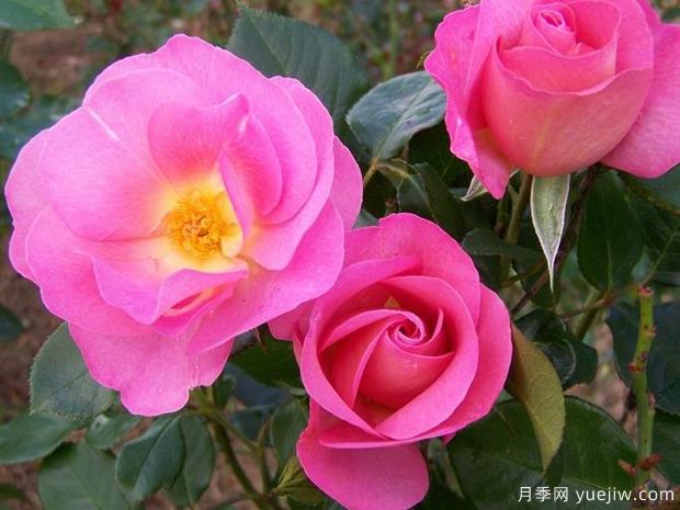 太平洋荣耀月季(图1) 太平洋荣耀月季(图1)