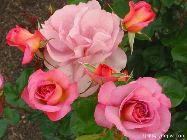 太平洋荣耀月季(图2) 太平洋荣耀月季(图2)