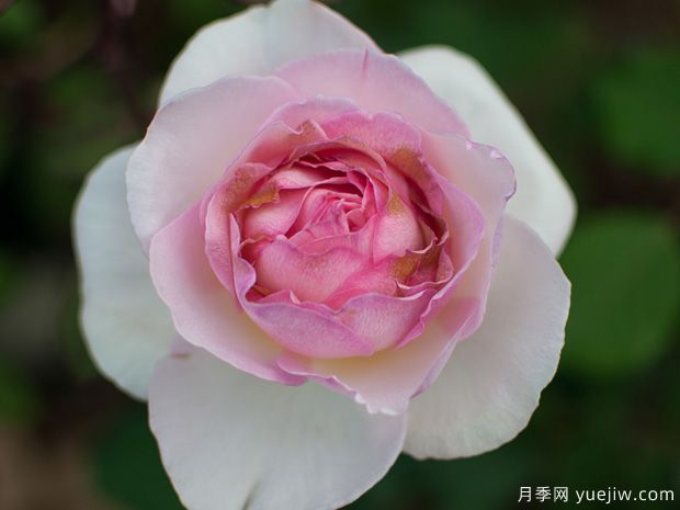 夏莉法阿斯玛月季的优缺点是什么？(图1)