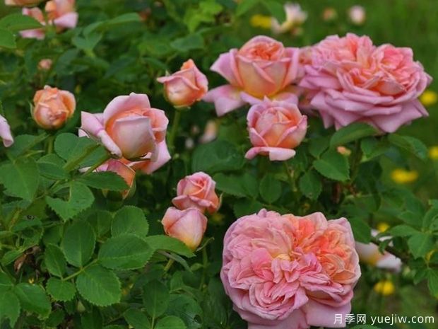 炼金术师月季(图2) 炼金术师月季(图2)