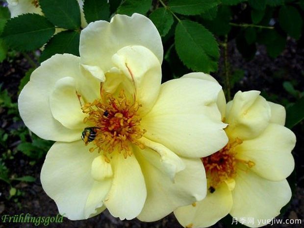 金色的春天月季/春之金奖月季(图1) 金色的春天月季/春之金奖月季(图1)