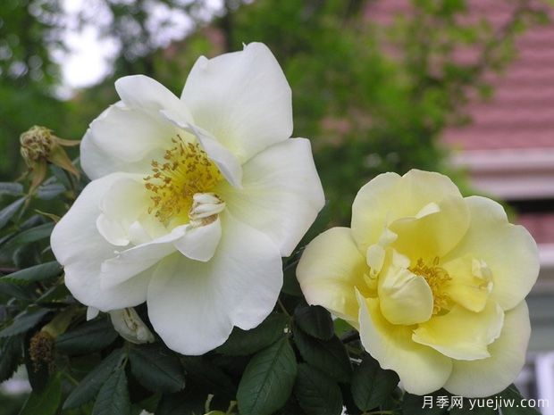 金色的春天月季/春之金奖月季(图2) 金色的春天月季/春之金奖月季(图2)