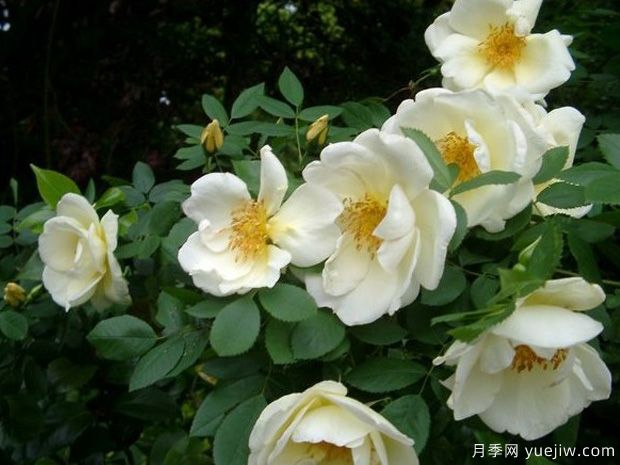 金色的春天月季/春之金奖月季(图3) 金色的春天月季/春之金奖月季(图3)