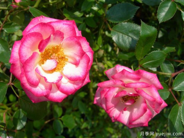 魔宴月季/魔法旋转木马月季(图1) 魔宴月季/魔法旋转木马月季(图1)