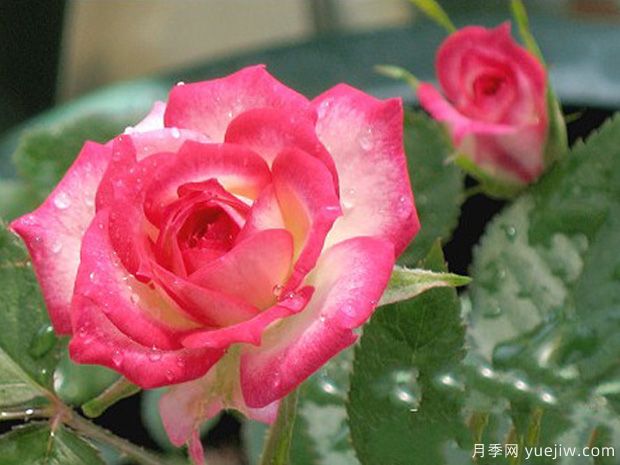 魔宴月季/魔法旋转木马月季(图2) 魔宴月季/魔法旋转木马月季(图2)