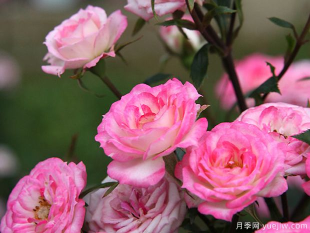 魔宴月季/魔法旋转木马月季(图3) 魔宴月季/魔法旋转木马月季(图3)