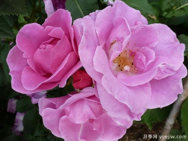 幸运月季(图2) 幸运月季(图2)