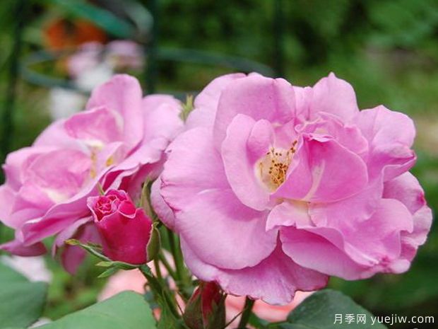 幸运月季(图3) 幸运月季(图3)