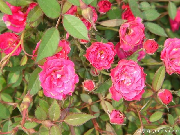 法国小姐月季(图1) 法国小姐月季(图1)