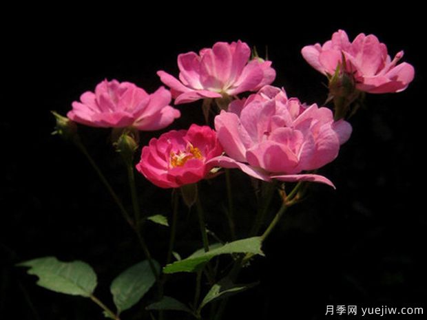 法国小姐月季(图2) 法国小姐月季(图2)