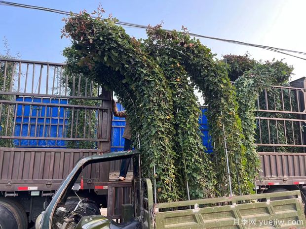 大型造型拱门月季红色景点花廊(图1)