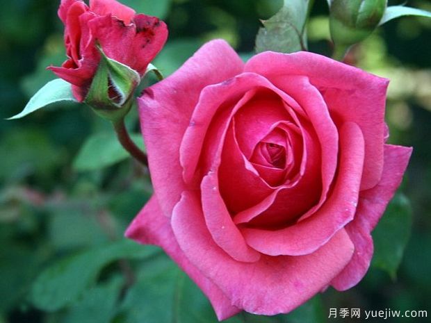 杏醉月季蒙/特苏马月季(图2) 杏醉月季蒙/特苏马月季(图2)