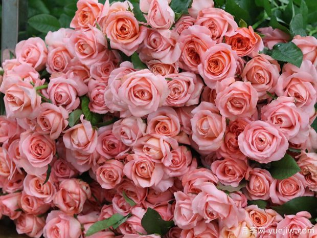 伦敦眼月季的优缺点是什么？(图1)