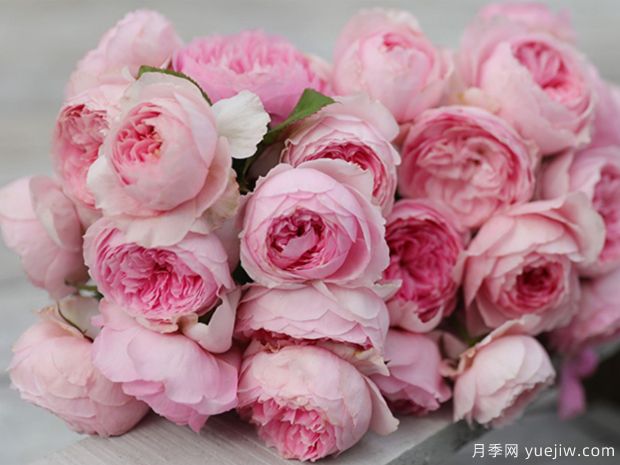 玉环鸣月季的优点和种植办法(图2) 玉环鸣月季的优点和种植办法(图2)