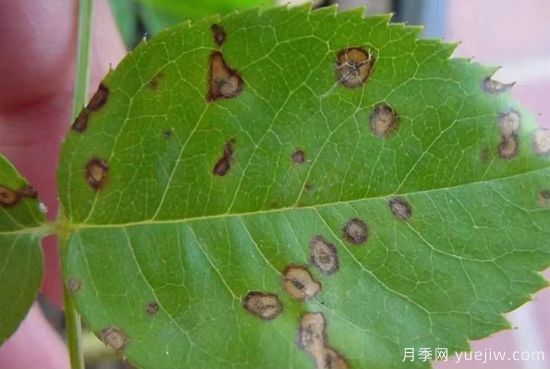 深秋季节月季出现斑点的三大病害原因与防治(图2)