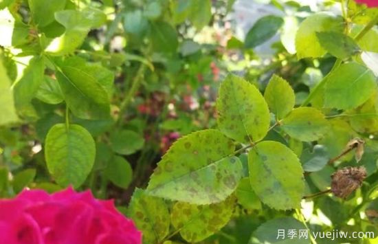 深秋季节月季出现斑点的三大病害原因与防治(图3)