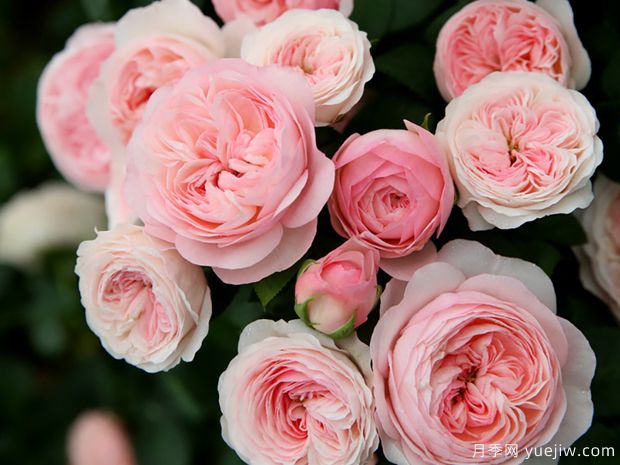 霞多丽月季(图2) 霞多丽月季(图2)