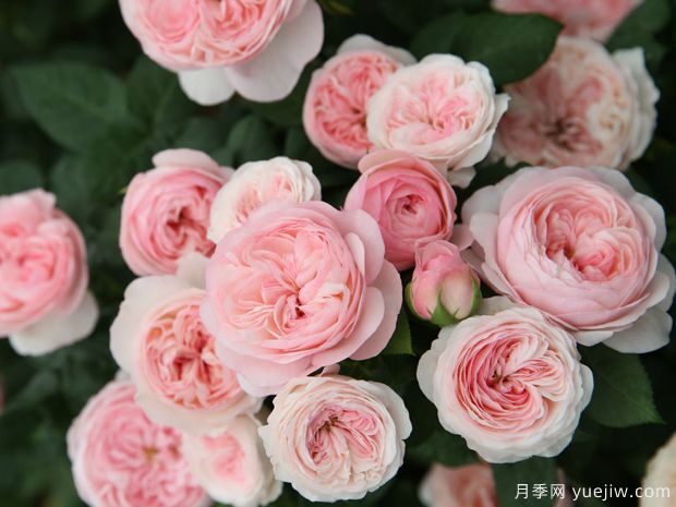 霞多丽月季(图3) 霞多丽月季(图3)