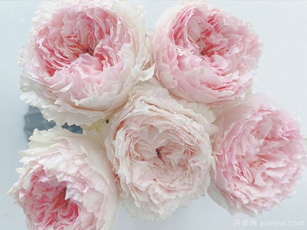 锦绸渺月季/绵绸富力月季(图2)