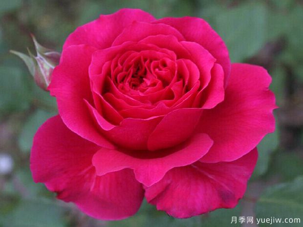 恩典女王月季/格蕾丝王后(图1)