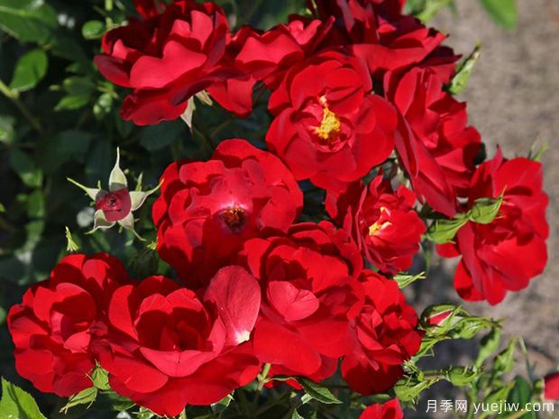 卡宴月季(图1) 卡宴月季/红辣椒月季(图2)