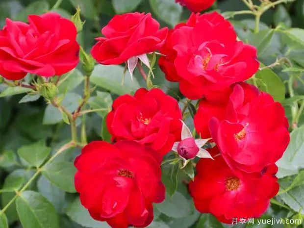 卡宴月季(图2) 卡宴月季/红辣椒月季(图3)