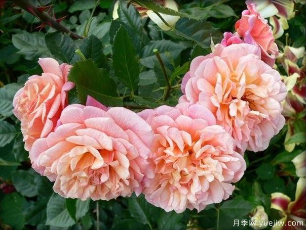 阿罗哈月季/爱慕月季(图2)