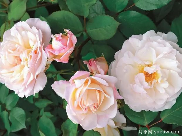 致意亚琛月季(图2) 致意亚琛月季(图2)