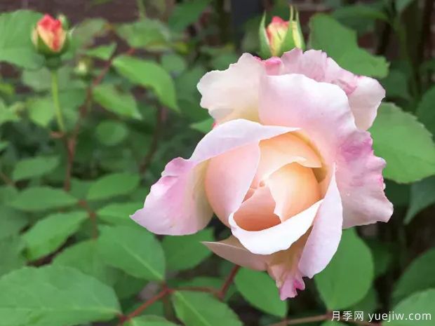 致意亚琛月季(图3) 致意亚琛月季(图3)