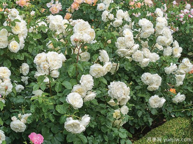 安宁月季/宁静月季(图2) 安宁月季/宁静月季(图2)