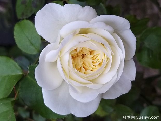 安宁月季/宁静月季(图3) 安宁月季/宁静月季(图3)