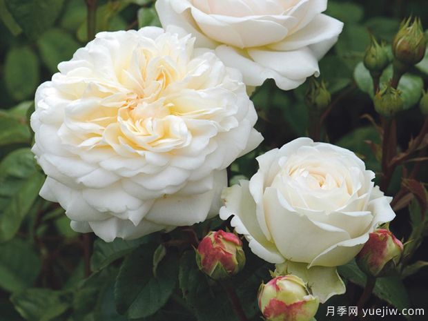 安宁月季/宁静月季(图4) 安宁月季/宁静月季(图4)