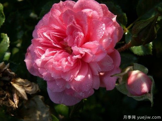 佩皮塔月季(图1) 佩皮塔月季(图1)