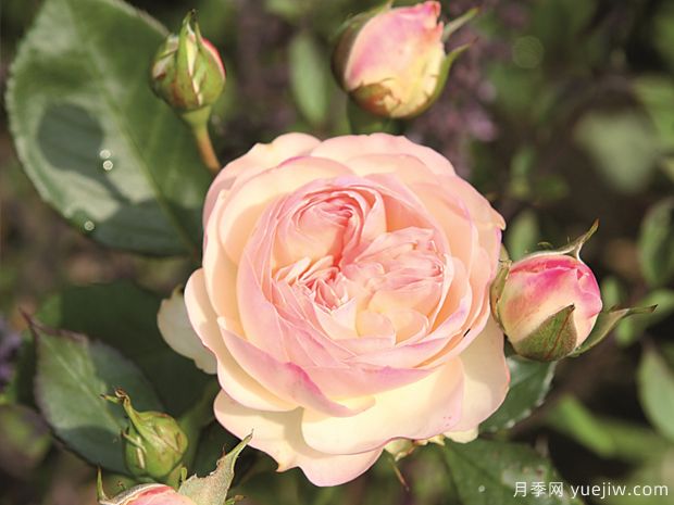 帕斯泰拉月季/粉油彩画月季(图1) 帕斯泰拉月季/粉油彩画月季(图1)