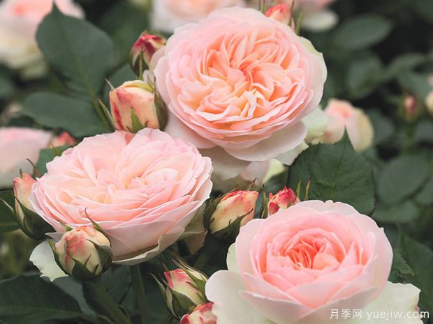 帕斯泰拉月季/粉油彩画月季(图2) 帕斯泰拉月季/粉油彩画月季(图2)