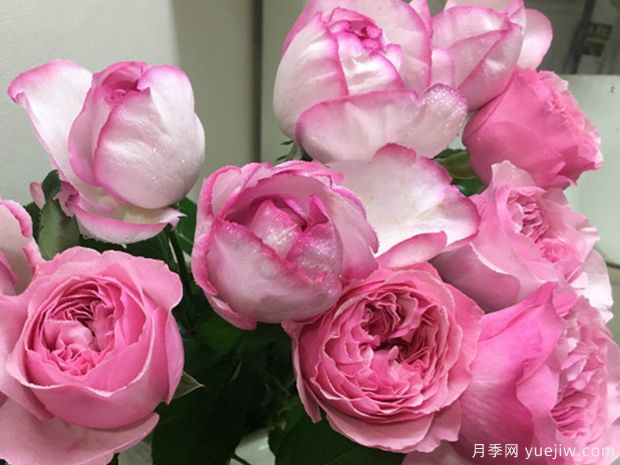 伊芙砂糖艺术月季(图2)