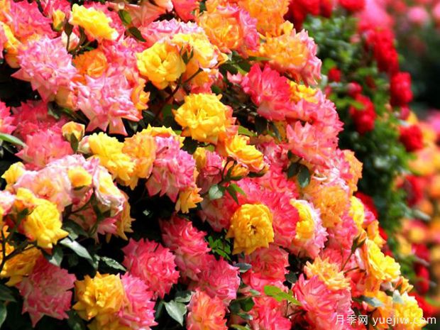 莱州月季市花文化和月季景观(图3)