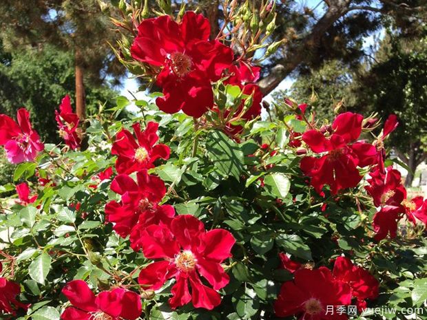 歌剧魅影月季/幻影月季(图2) 歌剧魅影月季/幻影月季(图2)