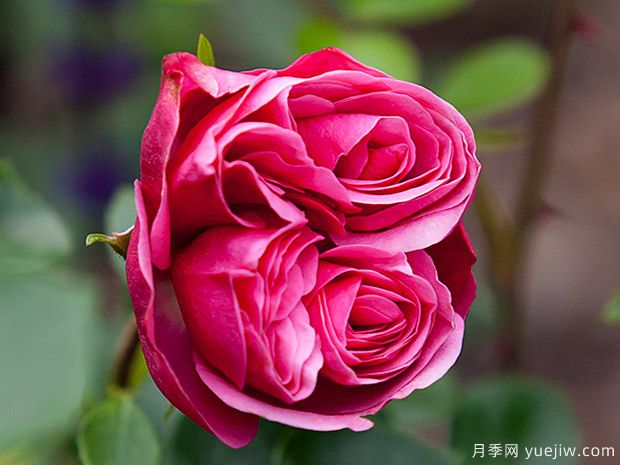 魔术洛可可月季(图2) 魔术洛可可月季/洛可可魔法(图2)