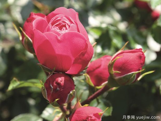 魔术洛可可月季(图3) 魔术洛可可月季/洛可可魔法(图3)