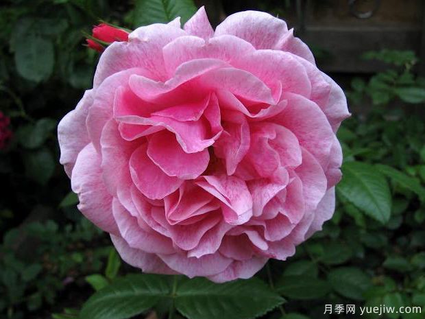 亚瑟王宫月季的优缺点是什么？(图1)